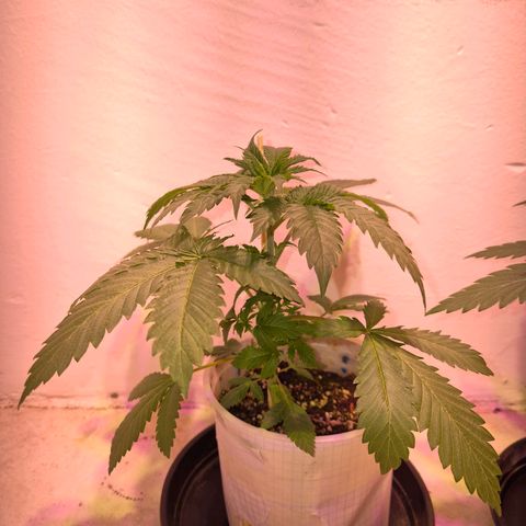 Goku (Gorilla Cookies) growlog photo: Pre riego, están sedientas las locas