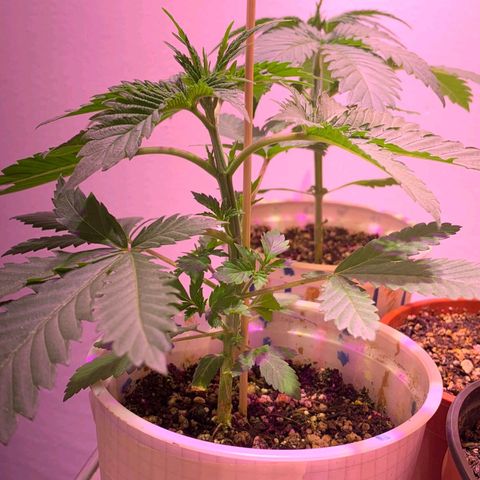 Goku (Gorilla Cookies) growlog timeline photo