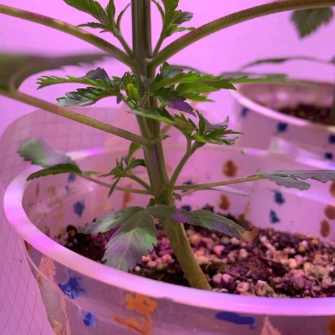 Goku (Gorilla Cookies) growlog timeline photo