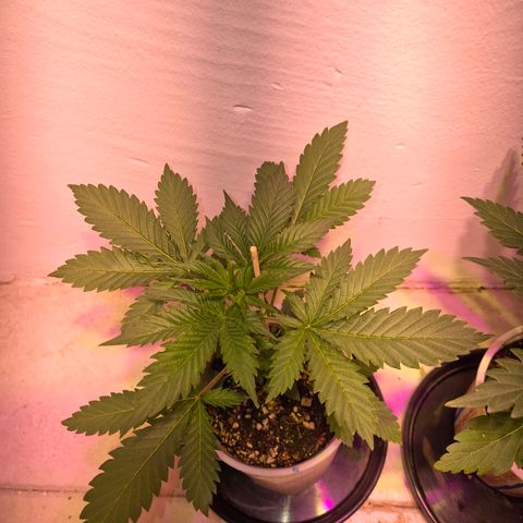 Goku (Gorilla Cookies) growlog timeline photo