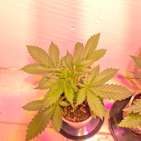 Goku (Gorilla Cookies) growlog timeline photo