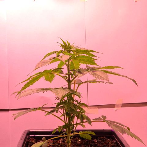 Goku (Gorilla Cookies) growlog timeline photo