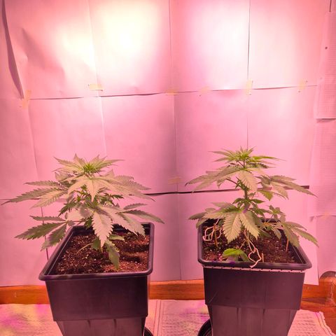 Goku (Gorilla Cookies) growlog timeline photo
