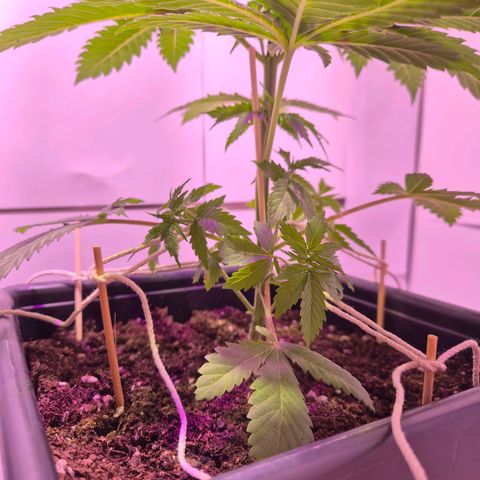 Goku (Gorilla Cookies) growlog timeline photo