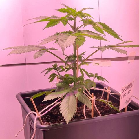 Goku (Gorilla Cookies) growlog timeline photo