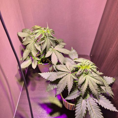Goku (Gorilla Cookies) growlog timeline photo