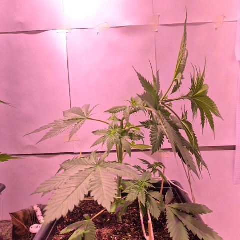 Goku (Gorilla Cookies) growlog timeline photo