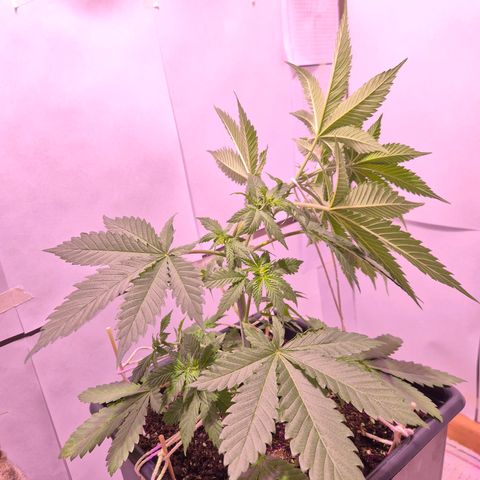 Goku (Gorilla Cookies) growlog timeline photo