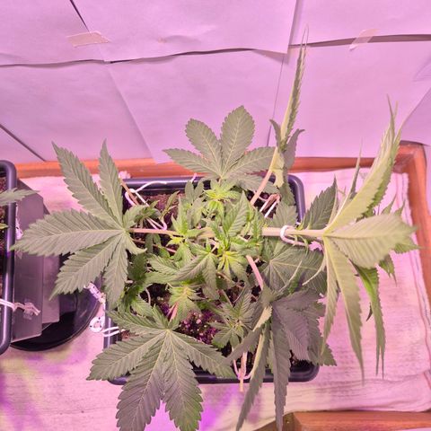 Goku (Gorilla Cookies) growlog timeline photo