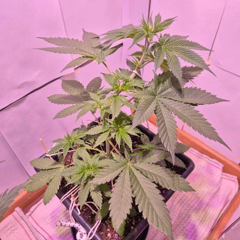 Goku (Gorilla Cookies) growlog timeline photo