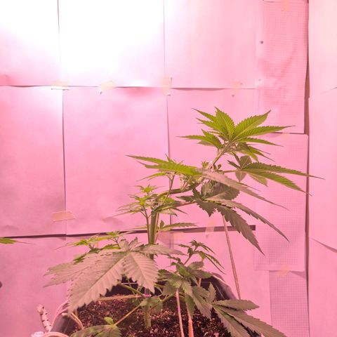 Goku (Gorilla Cookies) growlog timeline photo
