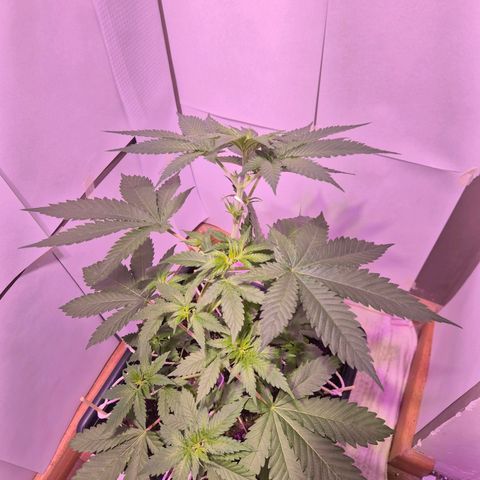 Goku (Gorilla Cookies) growlog timeline photo