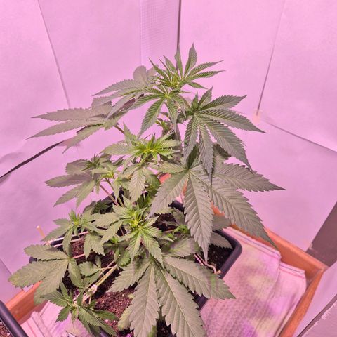 Goku (Gorilla Cookies) growlog timeline photo