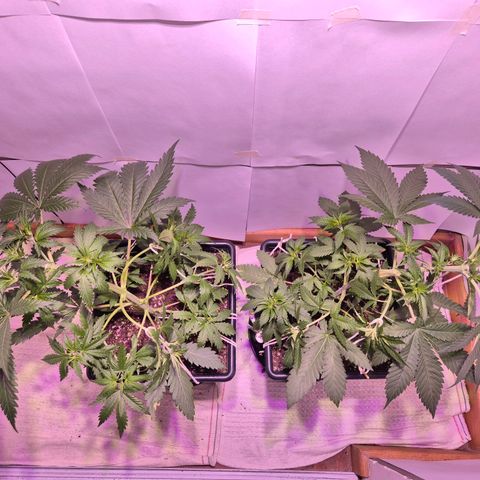 Goku (Gorilla Cookies) growlog timeline photo