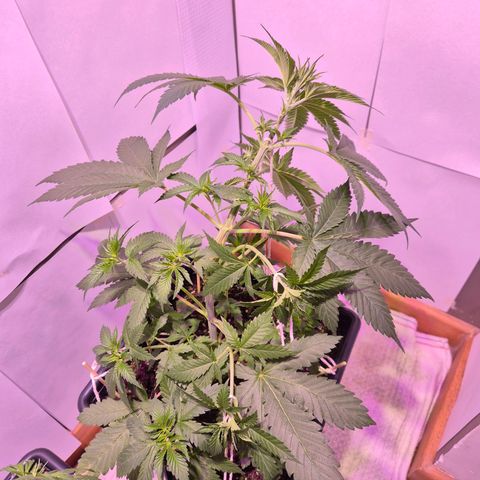 Goku (Gorilla Cookies) growlog timeline photo