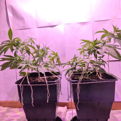 Goku (Gorilla Cookies) growlog timeline photo