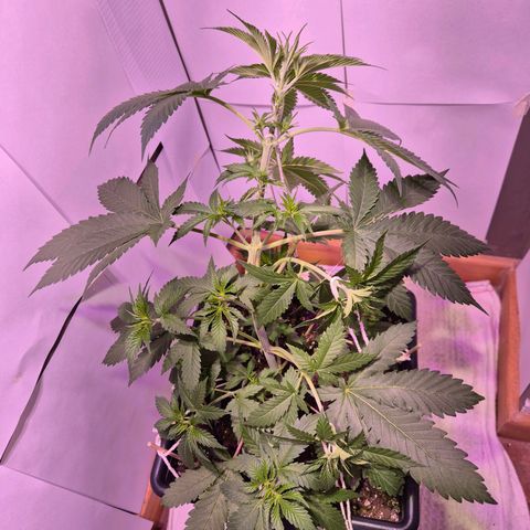 Goku (Gorilla Cookies) growlog timeline photo