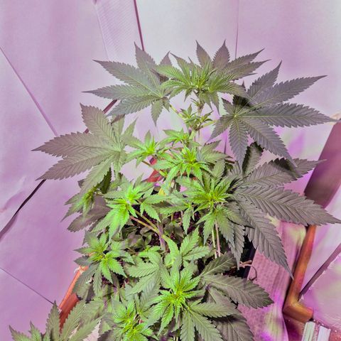 Goku (Gorilla Cookies) growlog timeline photo