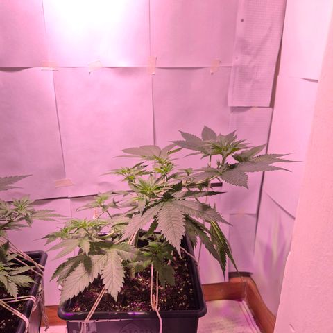 Goku (Gorilla Cookies) growlog timeline photo
