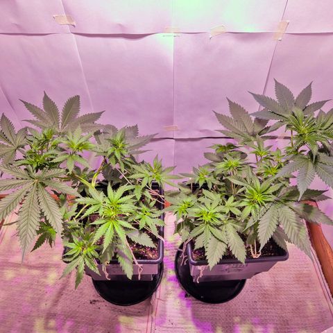 Goku (Gorilla Cookies) growlog timeline photo