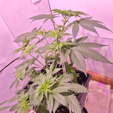 Goku (Gorilla Cookies) growlog timeline photo
