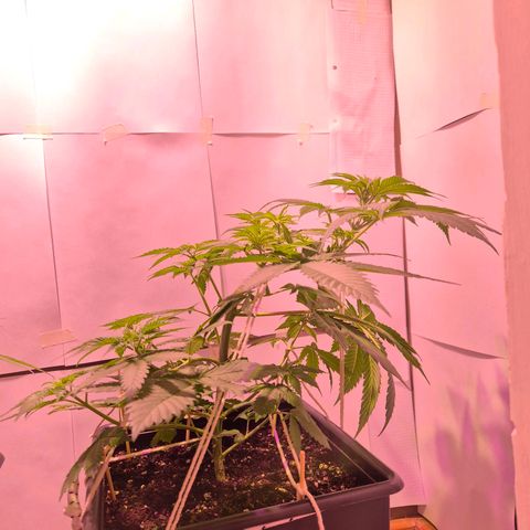 Goku (Gorilla Cookies) growlog timeline photo