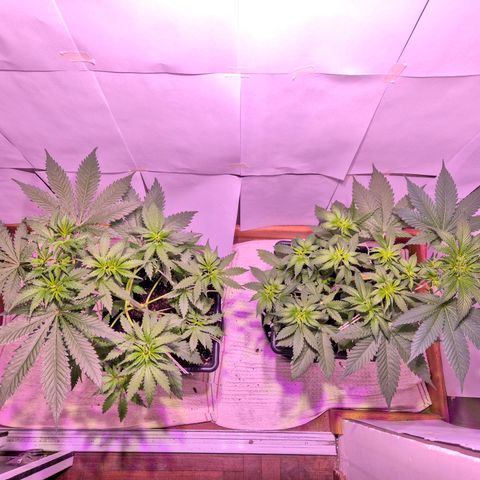Goku (Gorilla Cookies) growlog timeline photo
