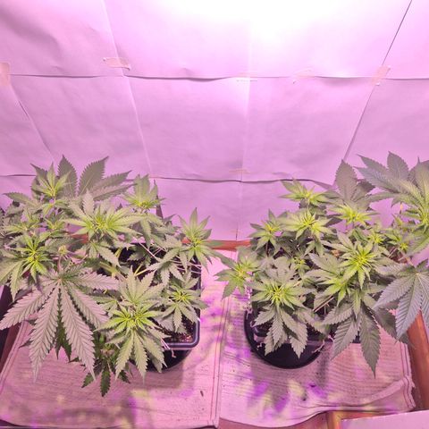 Goku (Gorilla Cookies) growlog timeline photo