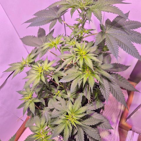 Goku (Gorilla Cookies) growlog timeline photo