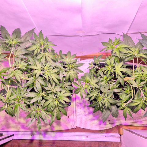 Goku (Gorilla Cookies) growlog timeline photo
