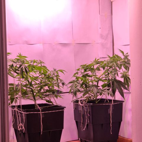 Goku (Gorilla Cookies) growlog timeline photo