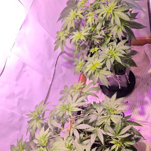 Goku (Gorilla Cookies) growlog timeline photo