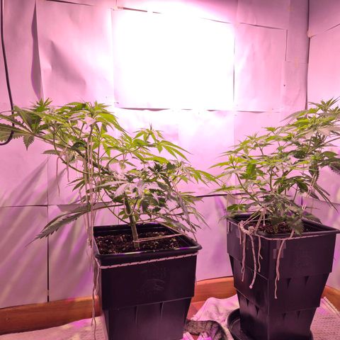 Goku (Gorilla Cookies) growlog timeline photo