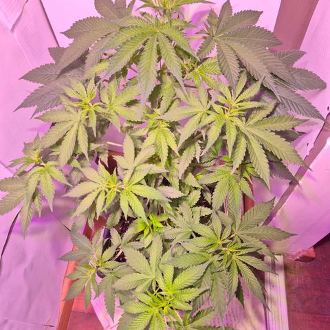 Goku (Gorilla Cookies) growlog timeline photo