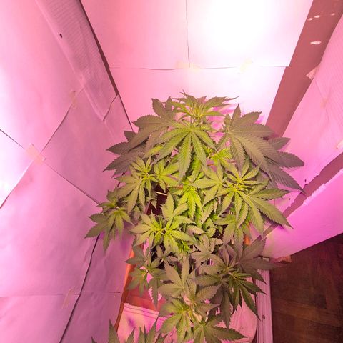 Goku (Gorilla Cookies) growlog timeline photo