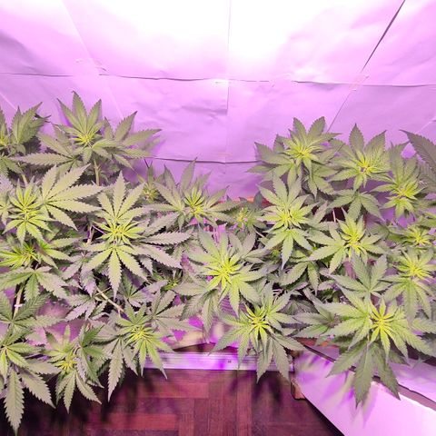 Goku (Gorilla Cookies) growlog timeline photo