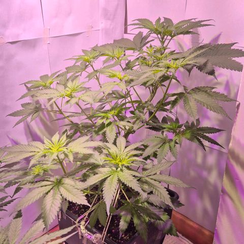 Goku (Gorilla Cookies) growlog timeline photo