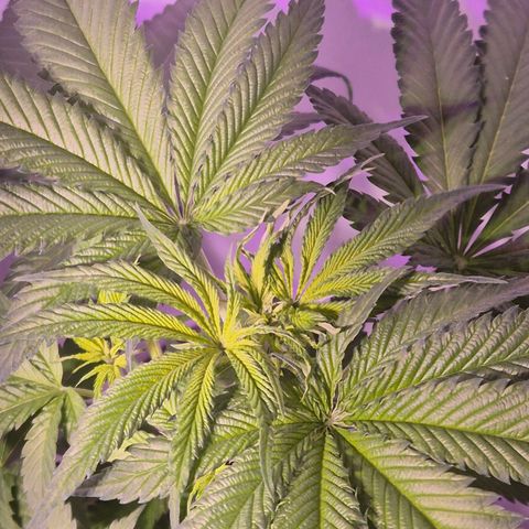 Goku (Gorilla Cookies) growlog timeline photo