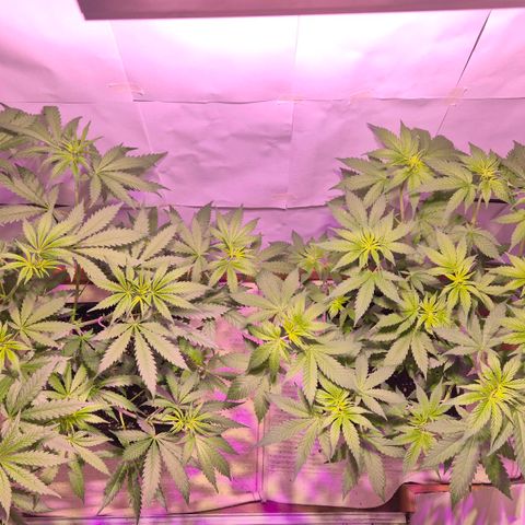 Goku (Gorilla Cookies) growlog timeline photo