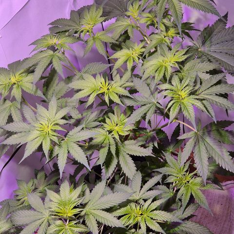 Goku (Gorilla Cookies) growlog timeline photo