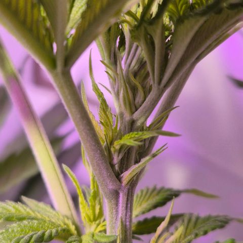 Goku (Gorilla Cookies) growlog timeline photo