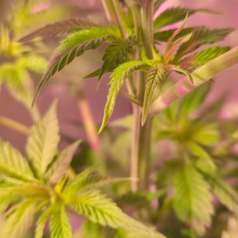Goku (Gorilla Cookies) growlog timeline photo