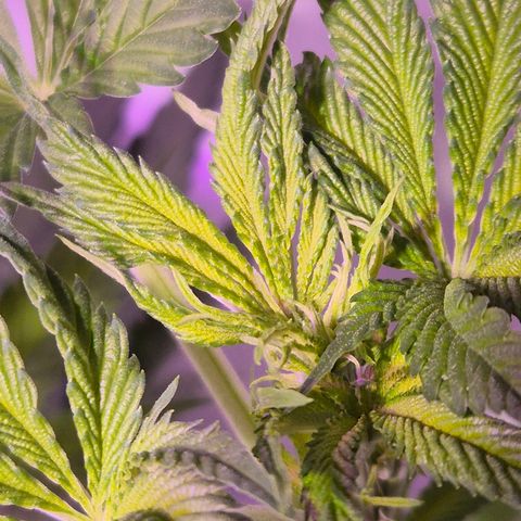 Goku (Gorilla Cookies) growlog timeline photo
