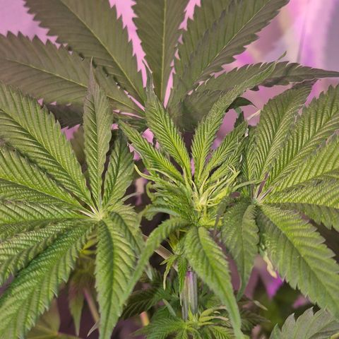 Goku (Gorilla Cookies) growlog timeline photo