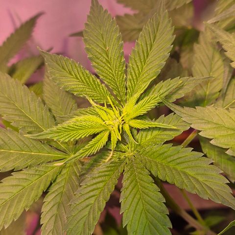 Goku (Gorilla Cookies) growlog timeline photo