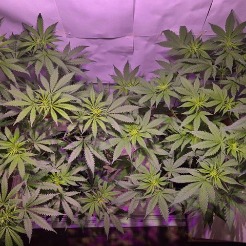 Goku (Gorilla Cookies) growlog timeline photo