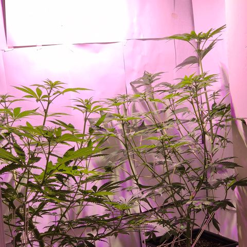 Goku (Gorilla Cookies) growlog timeline photo