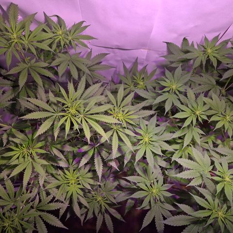 Goku (Gorilla Cookies) growlog timeline photo