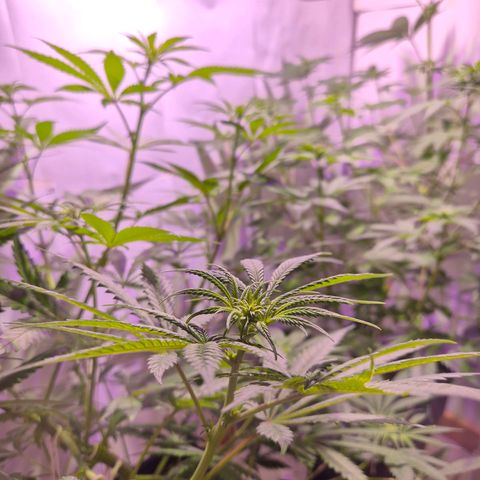 Goku (Gorilla Cookies) growlog timeline photo