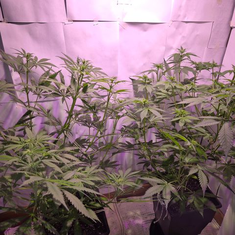 Goku (Gorilla Cookies) growlog timeline photo